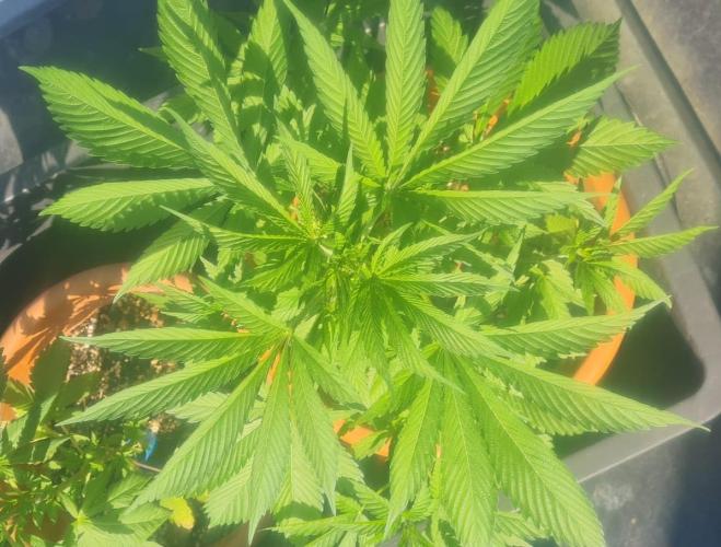 TRCH OSS OUTDOOR (Gnadenhof Loisenfarm). Week 8