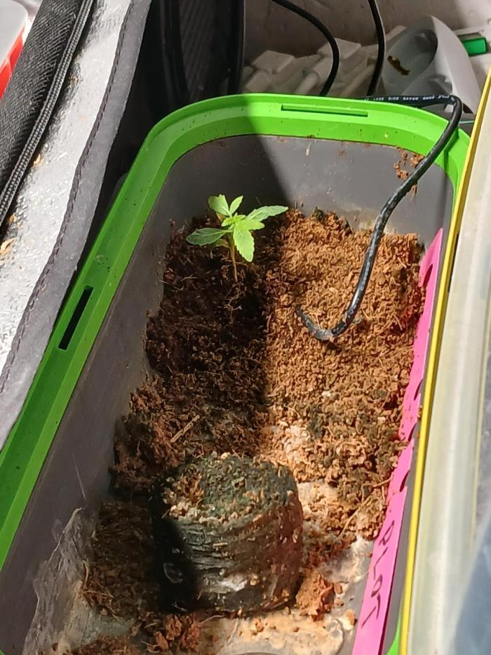 PLOT XDWC. Week 1