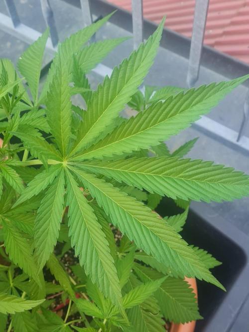 Trop Cherry. Week 8