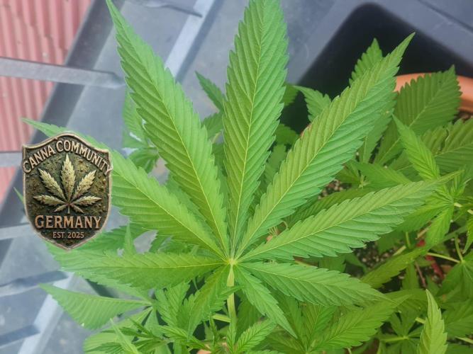 TRCH OSS OUTDOOR (Gnadenhof Loisenfarm). Week 8