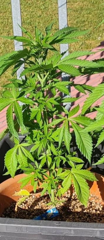 Gorilla Cookies. Week 6