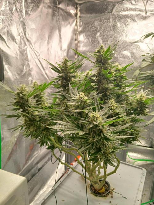 Mothers Finest. Week 17
