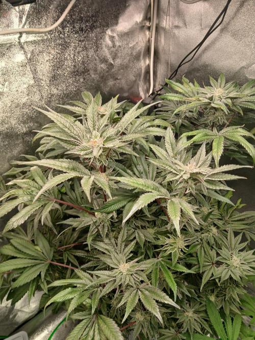 BLSK Gen3 RDWC. Week 16