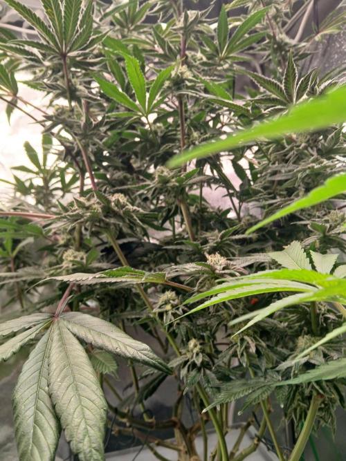 Blue Skunk. Week 16
