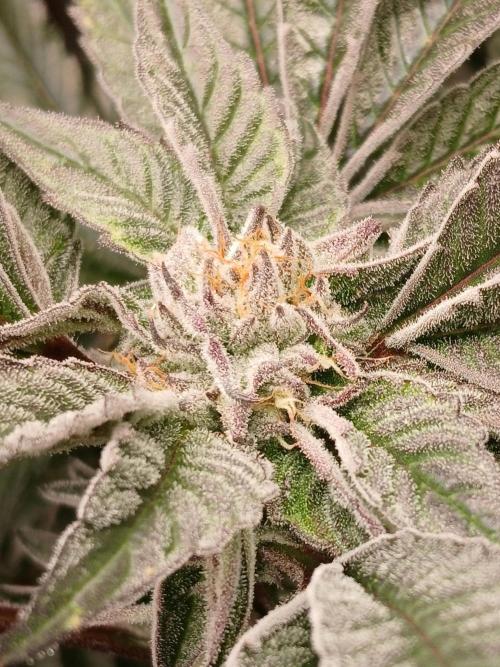 Blue Skunk. Week 16