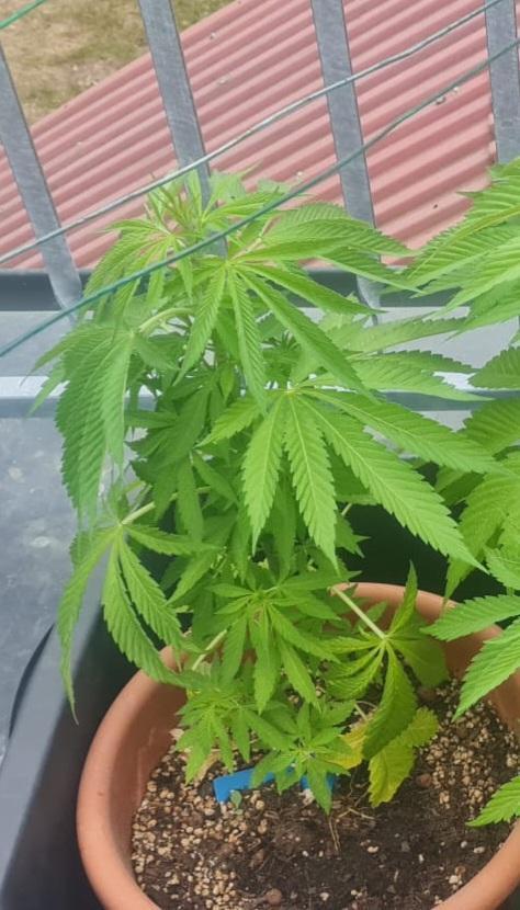 Gorilla Cookies. Week 6