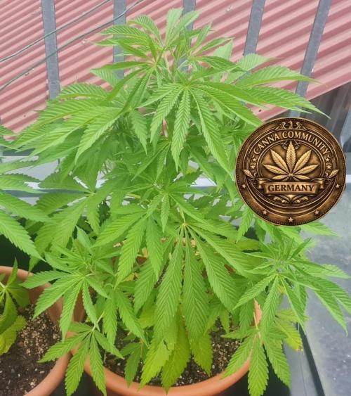 TRCH OSS OUTDOOR (Gnadenhof Loisenfarm). Week 9