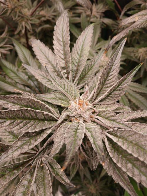 BLSK Gen3 RDWC. Week 17