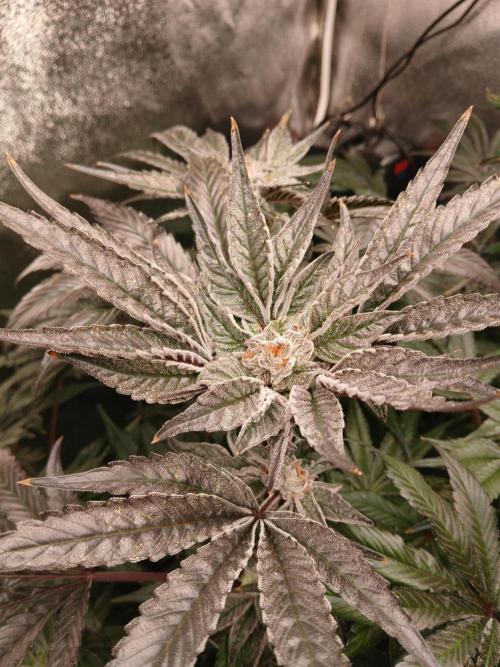 BLSK Gen3 RDWC. Week 17