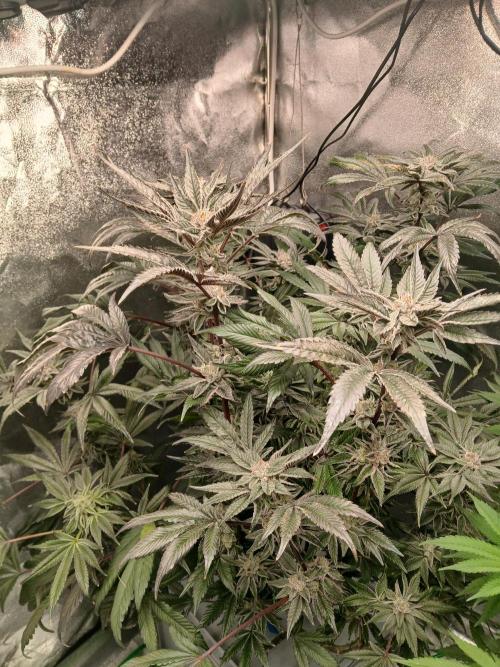 BLSK Gen3 RDWC. Week 17