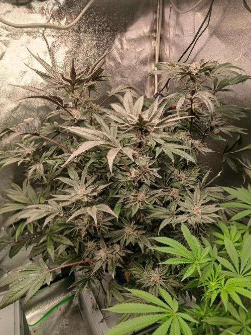 Blue Skunk. Week 17