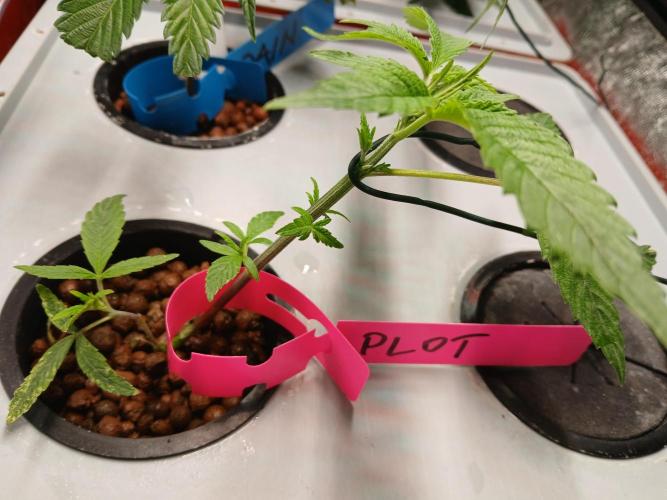 PLOT RDWC. Week 5