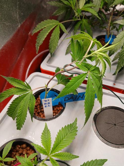DAIN#8Cut Cultiva RDWC Grünerbrunnen.at. Week 0