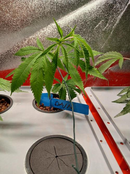 DAIN#8Cut Cultiva RDWC Grünerbrunnen.at. Week 0