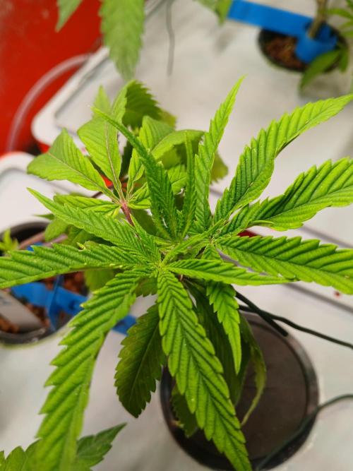 DAIN#8Cut Cultiva RDWC Grünerbrunnen.at. Week 5