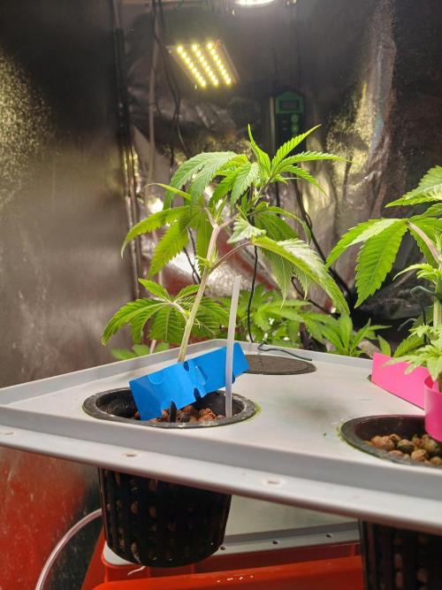 DAIN#8Cut Cultiva RDWC Grünerbrunnen.at. Week 5