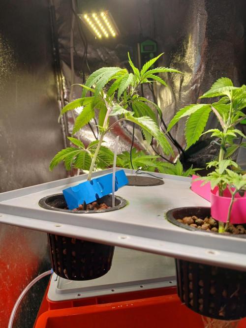 DAIN#8Cut Cultiva RDWC Grünerbrunnen.at. Week 5