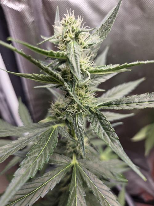 Sticky Orange XXL. Week 6