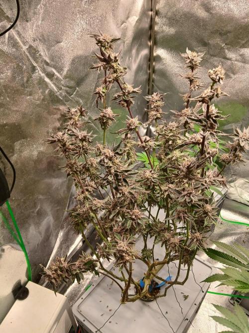 BLSK Gen3 RDWC. Week 18