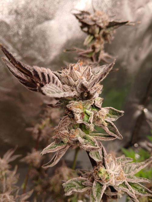 BLSK Gen3 RDWC. Week 18