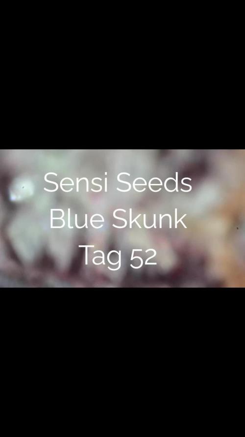 BLSK Gen3 RDWC