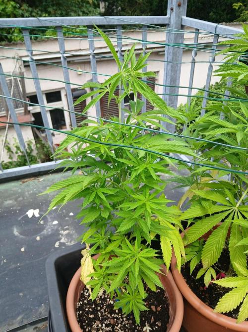 LoisenFarm: GOCO Outdoor (Findling). Week 9