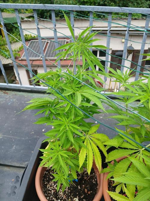 LoisenFarm: GOCO Outdoor (Findling). Week 9
