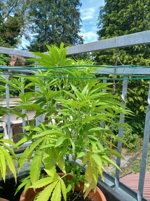 LoisenFarm: TRCH OSS OUTDOOR. Week 11