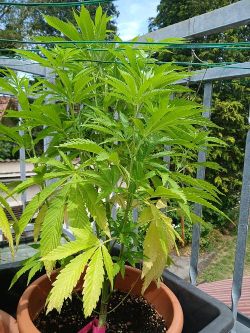 LoisenFarm: TRCH OSS OUTDOOR. Week 11