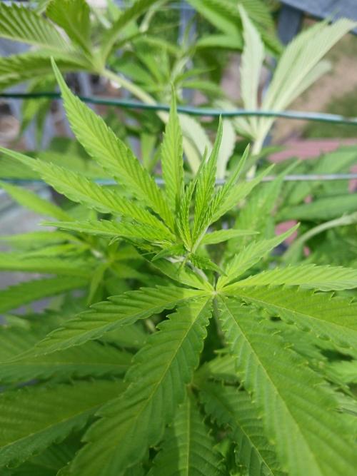 LoisenFarm: TRCH OSS OUTDOOR. Week 11