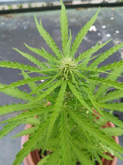 LoisenFarm: STOR OutdoorBattle. Week 6