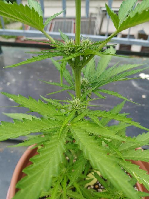 LoisenFarm: STOR OutdoorBattle. Week 6