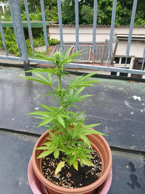 Sticky Orange XXL. Week 6