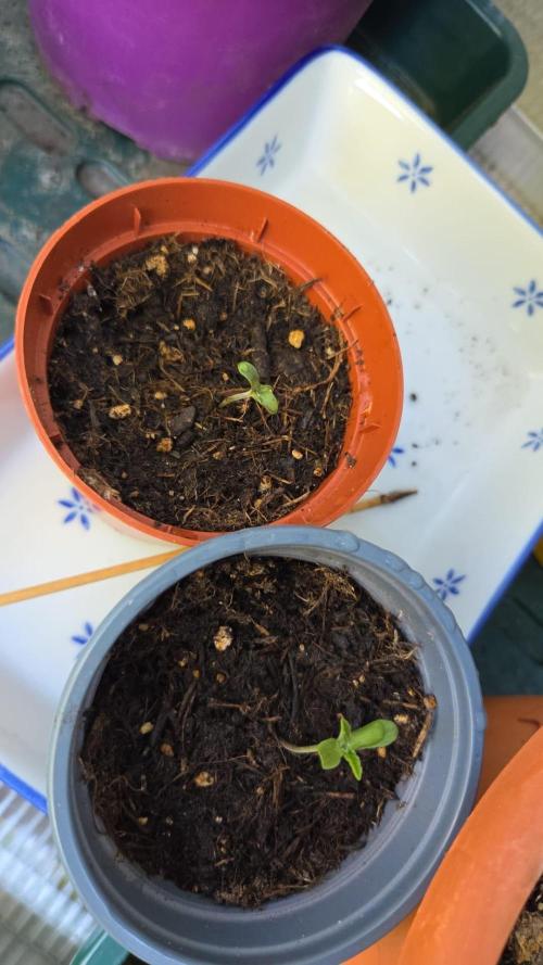 Dr.Skush: HUBU DopeBois&SleezyGrinder. Week 1