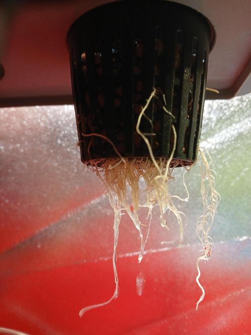 DAIN#8Cut Cultiva RDWC Grünerbrunnen.at. Week 5
