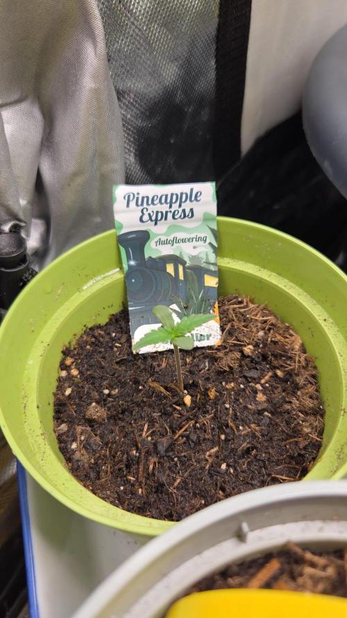 Pineapple Express . Week 1
