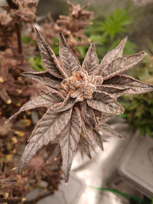 BLSK Gen3 RDWC. Week 19