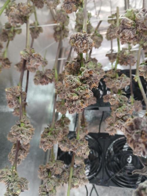 BLSK Gen3 RDWC. Week 19