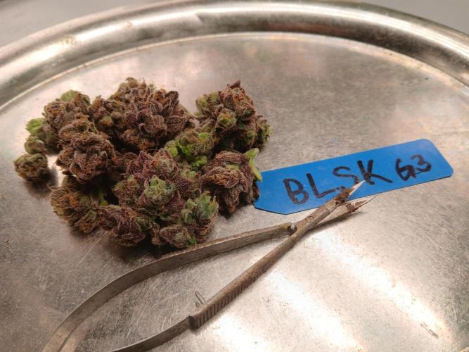BLSK Gen3 RDWC. Week 19