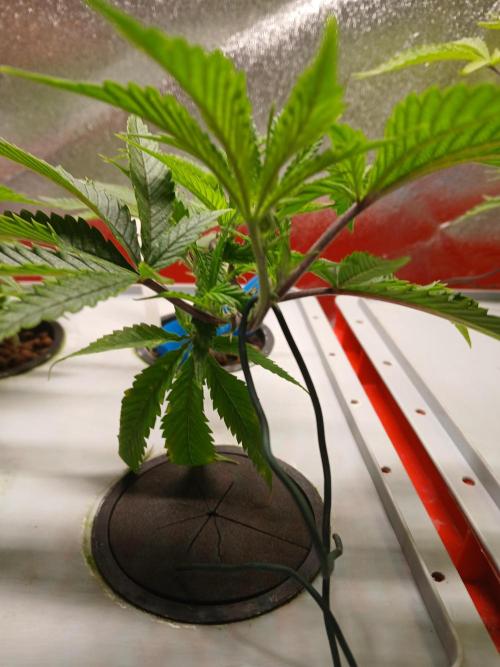 DAIN#8Cut Cultiva RDWC Grünerbrunnen.at. Week 6