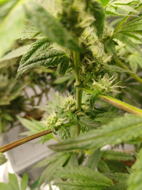 Trop Cherry. Week 12