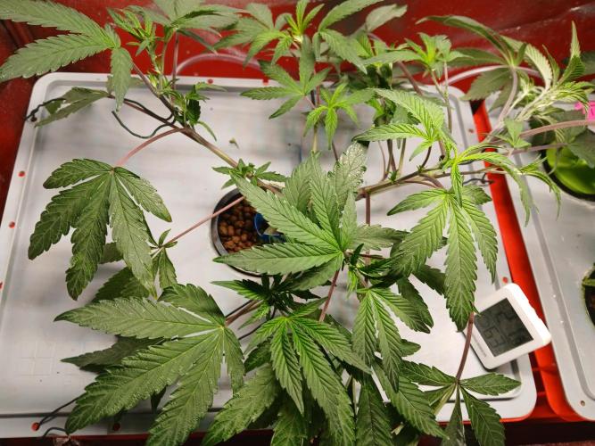 Blue Skunk. Week 8