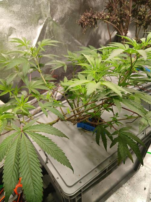 BLSK Gen4.1 RDWC. Week 9