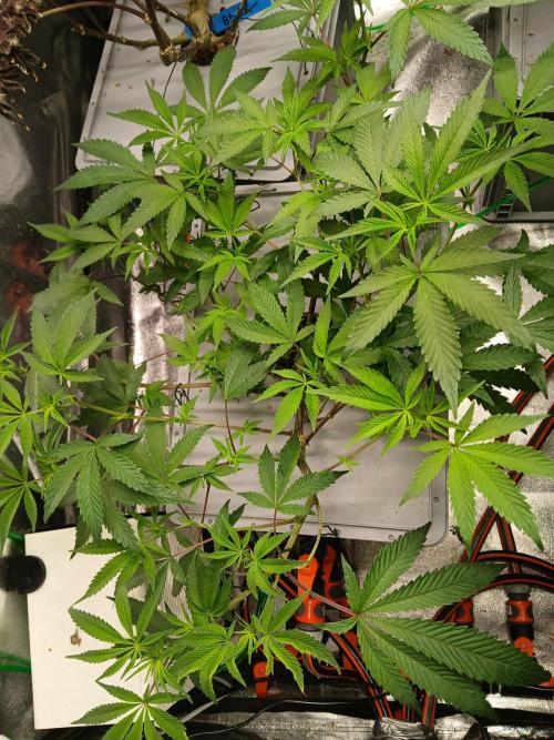 BLSK Gen4.1 RDWC. Week 9