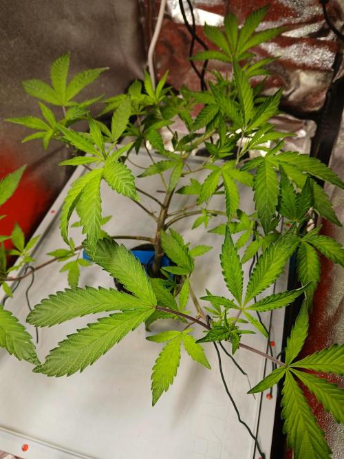Blue Skunk. Week 7