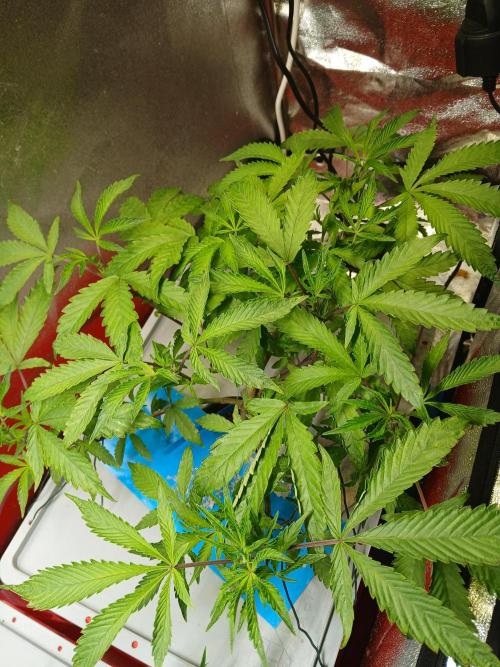 BLSK Gen4.2 RDWC. Week 8