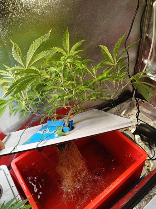 BLSK Gen4.2 RDWC. Week 8