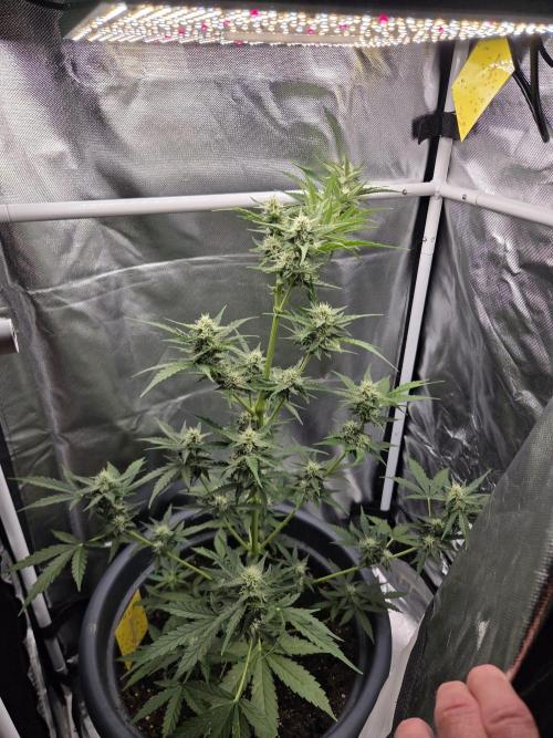 Dr.SkunkyKush: STOR OutdoorBattle. Week 7