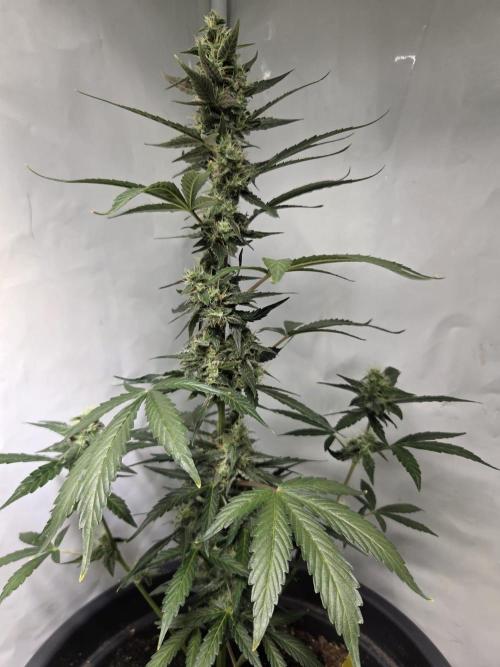 Dr.SkunkyKush: STOR OutdoorBattle. Week 7