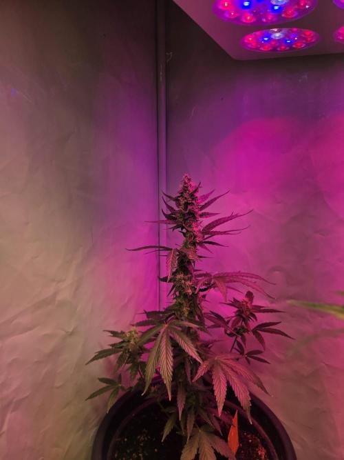 Dr.SkunkyKush: STOR OutdoorBattle. Week 7
